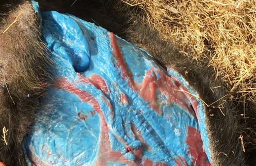 Mavi etli domuzlar türedi! Domuzun içini kesen avcılar irkildi alarm verildi