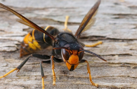 İrlanda'da ilk kez görüldü ülke genelinde 'biyogüvenlik alarmı' verildi