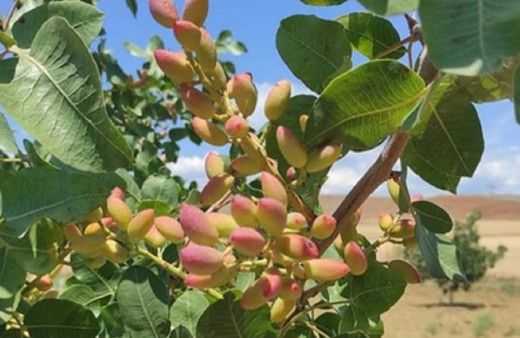 Nesillerce gelir sağlayacak! Bir kez ekince 100 yıla kadar meyve veriyor...