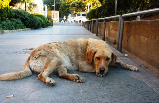İstanbul Valiliği'nden sokak hayvanları talimatı! İvedilikle denilerek duyuruldu