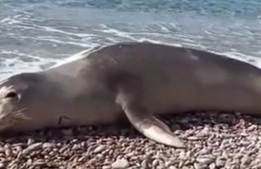 Datça'da ilginç anlar! Sahilde dinlenen foka ilgi büyük