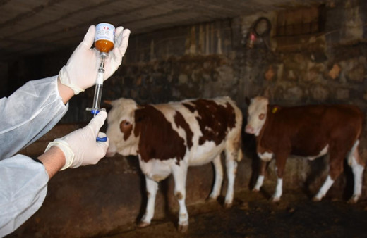 Şap hastalığına karşı tedbir alınmıştı! Aşılama oranına ulaşan 24 ilde hayvan pazarları faliyete geçti...