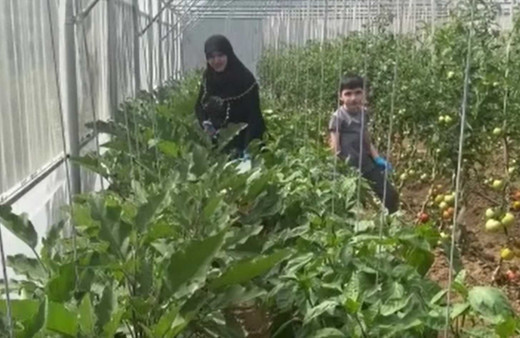 Giresunlu yaşlı kadın umudunu kaybetmedi! 60 yaşında seracılık yapmaya başladı...