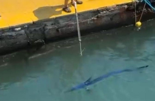 Mavi yelken balığını zıpkınla vuran şahsa para cezası uygulandı