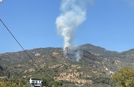 Aydın'da zeytinlik alanda çıkan yangına müdahale ediliyor