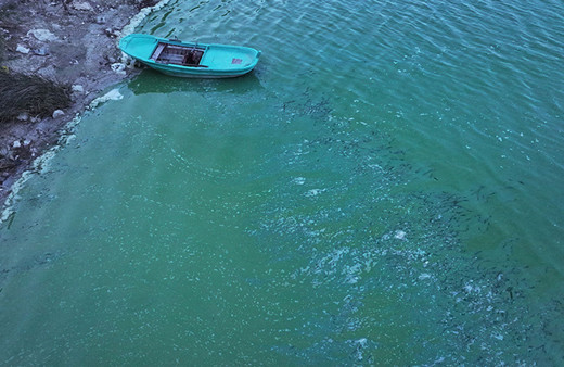 Terkos Barajı'nda suyun bazı bölümleri yeşile büründü