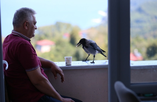 Ordu'da karga ile dost olan fındık üreticisi akıllara Yaren Leylek ile Adem Amca'yı getirdi...