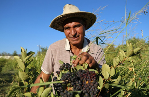 Emekli emniyet müdürü şifa için aradığı eşi için bulamamıştı! Aronya üretimi yapıyor...