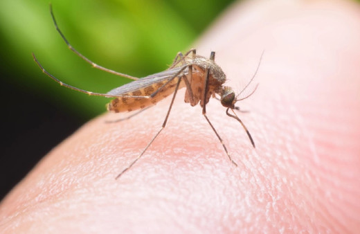 Sivrisineklerin istilasına uğruyorsanız sebebi içtiğiniz içecek olabilir...