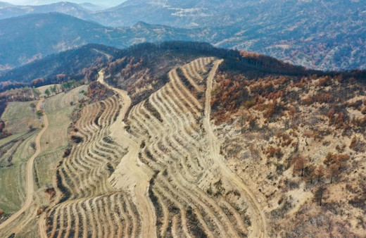 Denizli'de yangınlarda zarar gören alanlara 2 milyon 556 bin fidan dikilecek...