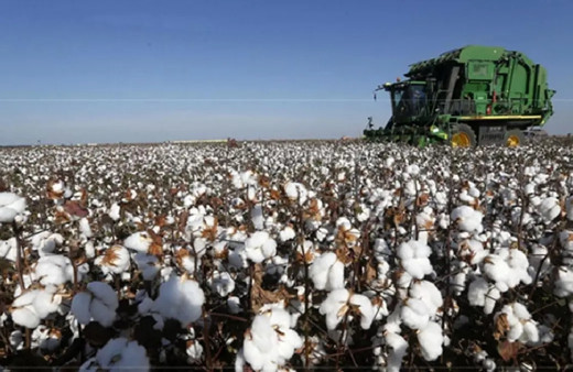 Beyaz altın olarak biliniyor! Adana'da büyük kazanç sağlayan pamuk hasadı başladı...