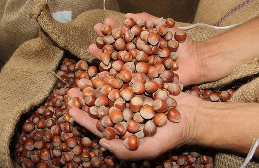 Düzce'den AB ülkelerine 9 ayda 15 bin 278 ton iç fındık ihraç edildi