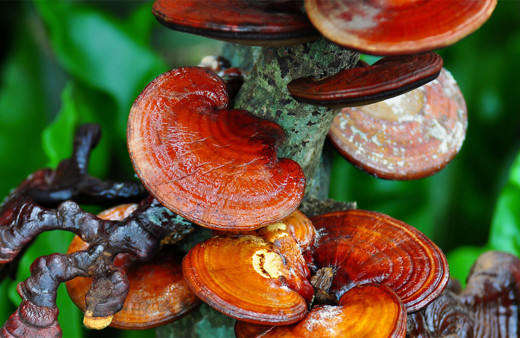 Balkonuna ölümsüzlük mantarı ekti! Bir yılda küçük bir servet kazandı