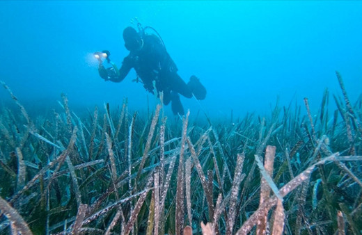 Göcek'te ekilen 10 bin deniz çayırının yüzde 70'i hayatta kaldı