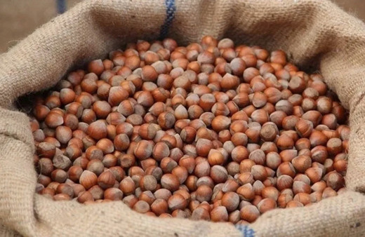 Türkiye fındık ihracatından 9 ayda 1,6 milyar doları aşkın gelir sağladı