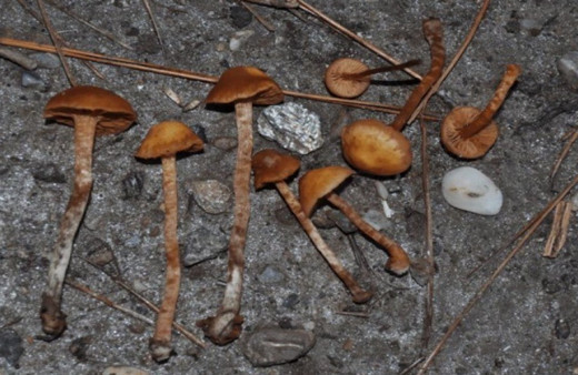 Aydın'da mantar yedikten sonra fenalaşan çiftten koca öldü, karısı hastaneye kaldırıldı