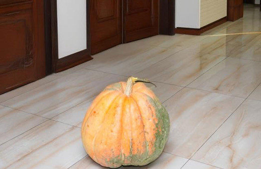 Hakkari'de 50,5 kilogramlık bal kabağı yetiştirildi