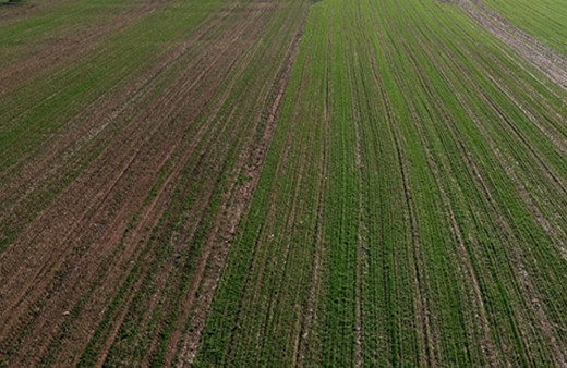 İzmir'de tarlada el bombası bulundu