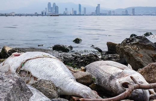 Balıktan vazgeçemeyenler dikkat! Hamsi, palamut, istavrit, lüfer ve barbunda büyük tehlike