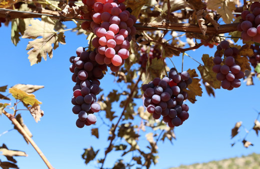 Mardin'de vatandaşlar üretiyor! 120 dönüm atıl arazide modern bağcılık yapılıyor...