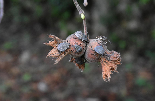 Karadeniz'de resmen istila yaşanıyor! Yurt genelinde alarm!