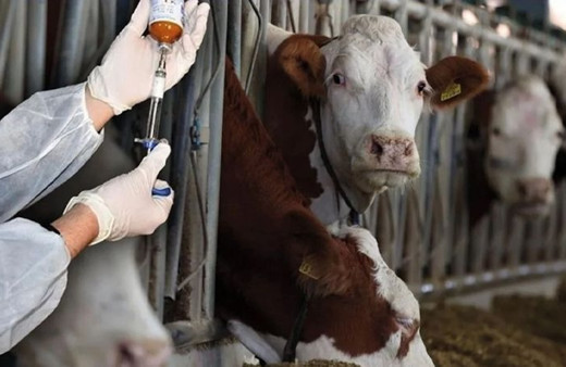 Kabus sona eriyor! Şap hastalığı kontrol altına alındı...