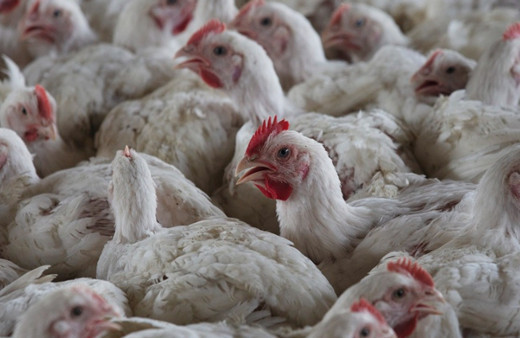 İspanya'da kuş gribi vakaları nedeniyle 2 milyondan fazla kümes hayvanı itlaf edildi