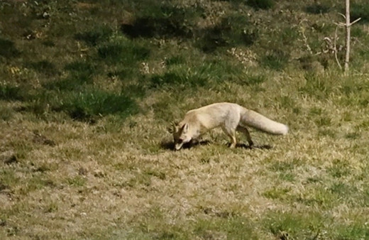 Bitlis'te aç kalan tilki yerleşim yerine indi