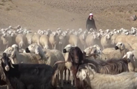 Gıda mühendisi genç kadın devlet desteği ile başardı! Tam 250 hayvana ulaştı