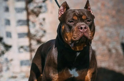 İlginç kaza! Pensilvanya'da yaşayan adamı köpeği vurdu...