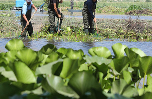 Belediye personeli su sümbüllerinin temizliği sırasında hayatını kaybetti