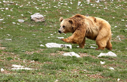 Öğretmen ve öğrenci grubuna ayı saldırdı! Yaralılar var