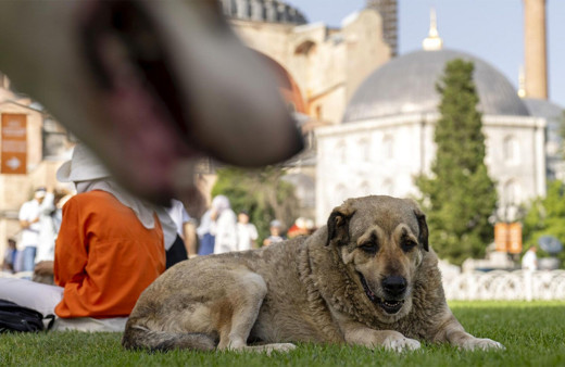 İstanbul için valilikten 'sokak köpeği' kararı! Tüm ilçelere talimat verildi artık...