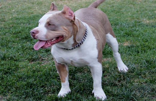 Başkentte 2 çocuğu yaralayan pitbull cinsi köpeğin sahibi tutuklandı