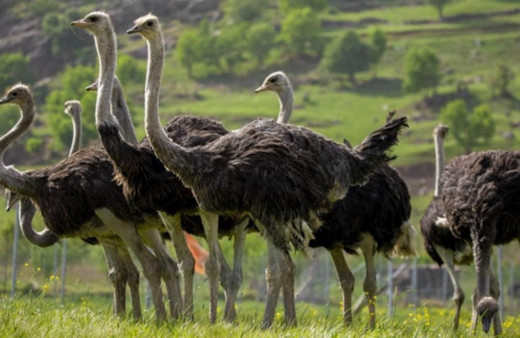 3 Türlü de kazandırıyor! Altın değerindeki hayvan için köylü şini gücünü bıraktı