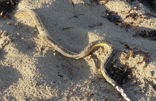 Deniz yılanları kıyıya vuruyor! O görüntüler herkese şaşkınlık verdi