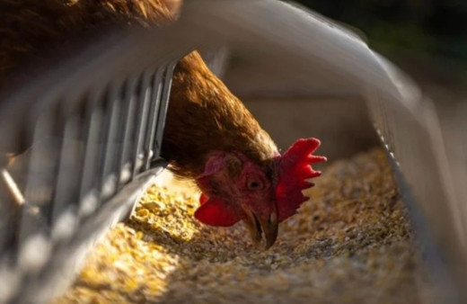 Tavukçuluk sektörünün öncüsüydü! O firma konkordato ilan etti