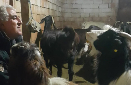 Keçi sürüsü için Afgan çoban bulan köylü öyle bir hale düştü ki...