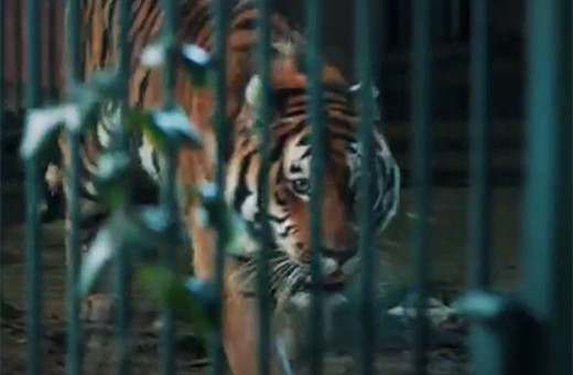 Eşkıya Dünyaya Hükümdar Olmaz 22. bölüm - Sibiryalı kaplan karşısında