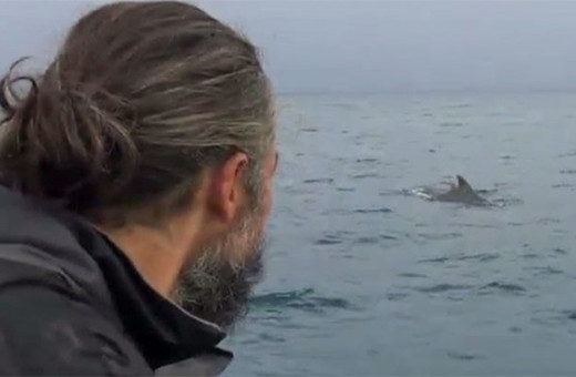 Survivor yarışmacılarına yunuslardan büyük sürpriz!