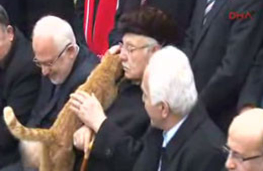 Erbakan'ı anma töreninde kedi sürprizi