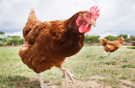 Yumurtacı tavukların kafes standartlarında değişikliğe gidildi