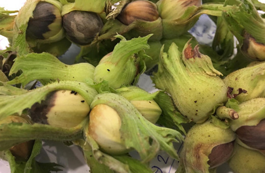 Giresun Üniversitesi fındık tarımıyla ilgili projeler hazırlayacak