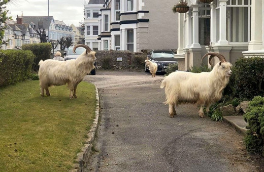 Koronavirüs nedeniyle boş kalan sokaklara yabani keçiler indi