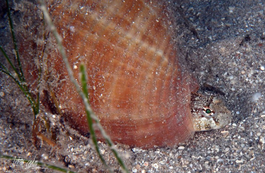 Antalya Valisi Münir Karaloğlu'ndan esprili 'EvdeKalAntalya' paylaşımı