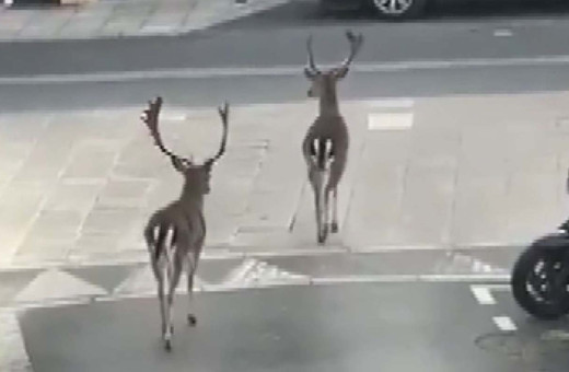 Fransa’da halk evlere kapandı caddelerde  geyikler gezdi