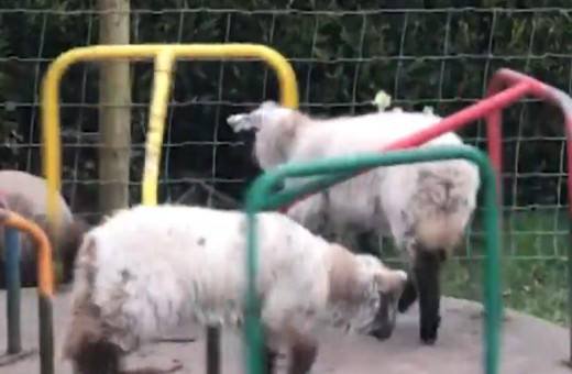 Karantina en çok onlara yaradı! Çocuk parkının tadını koyunlar çıkardı