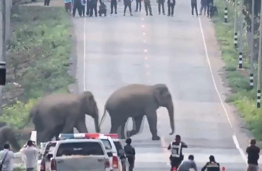 Caddeyi basan fil sürüsü kamerada