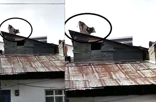 Bayburt’ta çatıdaki ineği görenler gözlerine inanamadı