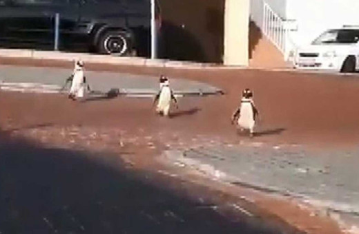 Güney Afrika'da penguenlerin sokaklarda dolaştığı anlar kamerada